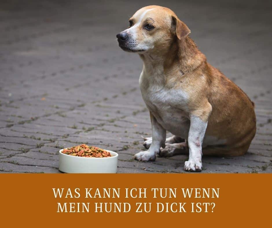 Was kann ich tun wenn mein Hund zu dick ist?