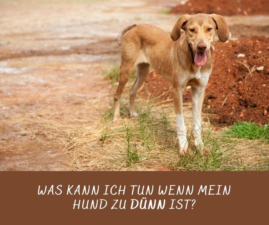 Was kann ich tun wenn mein Hund zu dünn ist?
