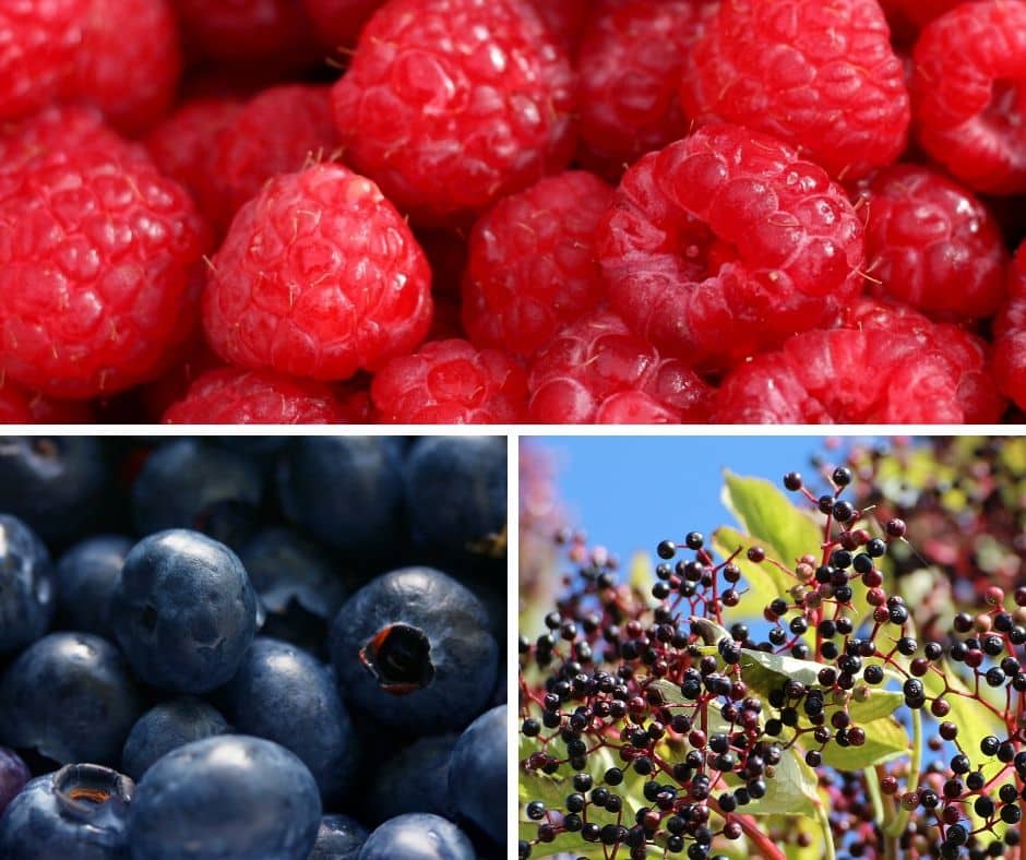Geeignetes Obst für Hunde – Teil 4 – Heidelbeeren / Himbeeren und Holunder