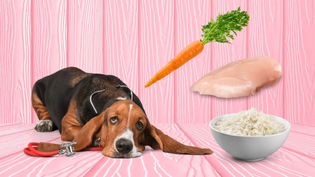 Schonkost für Hunde