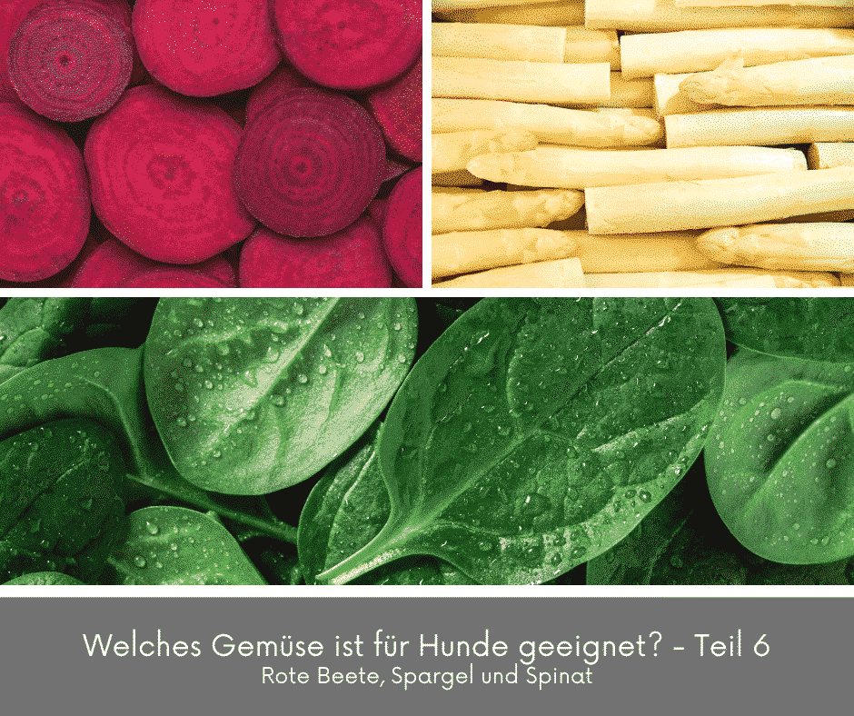 Welches Gemüse ist für Hunde geeignet? – Teil 6