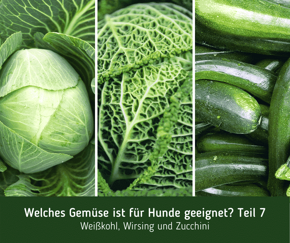 Welches Gemüse ist für Hunde geeignet? Teil 7