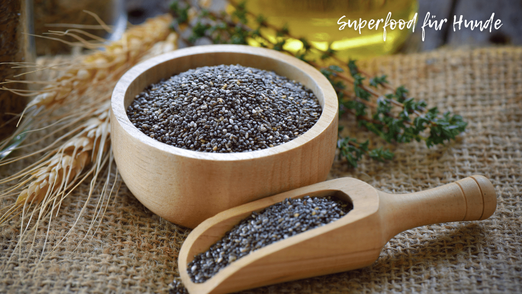 Chia Samen für Hunde – ein Superfood?