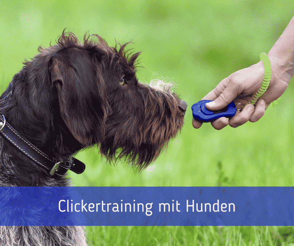 Clickertraining mit Hunden
