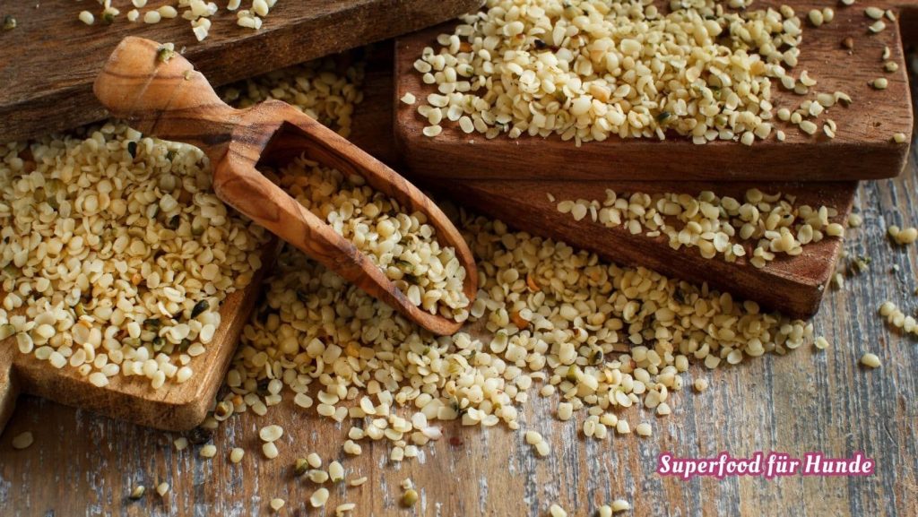Superfood für Hunde: Warum Hanfsamen in keiner Hundeküche fehlen sollten