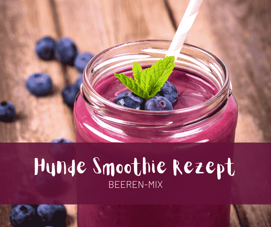 Hunde Smoothie Rezept: Beeren-Mix