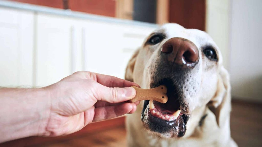 Hundekekse backen mit Leberwurst
