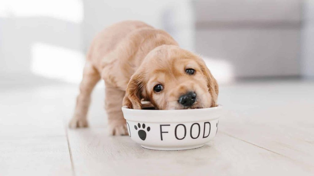 Welche Lebensmittel sind giftig für Hunde?