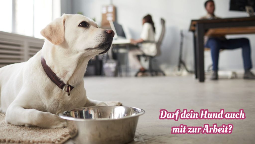 Der Bürohund – Ein treuer Begleiter am Arbeitsplatz