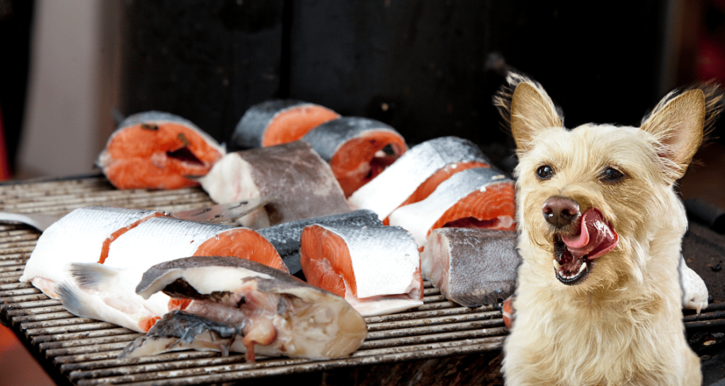 Dürfen Hunde Lachs essen?