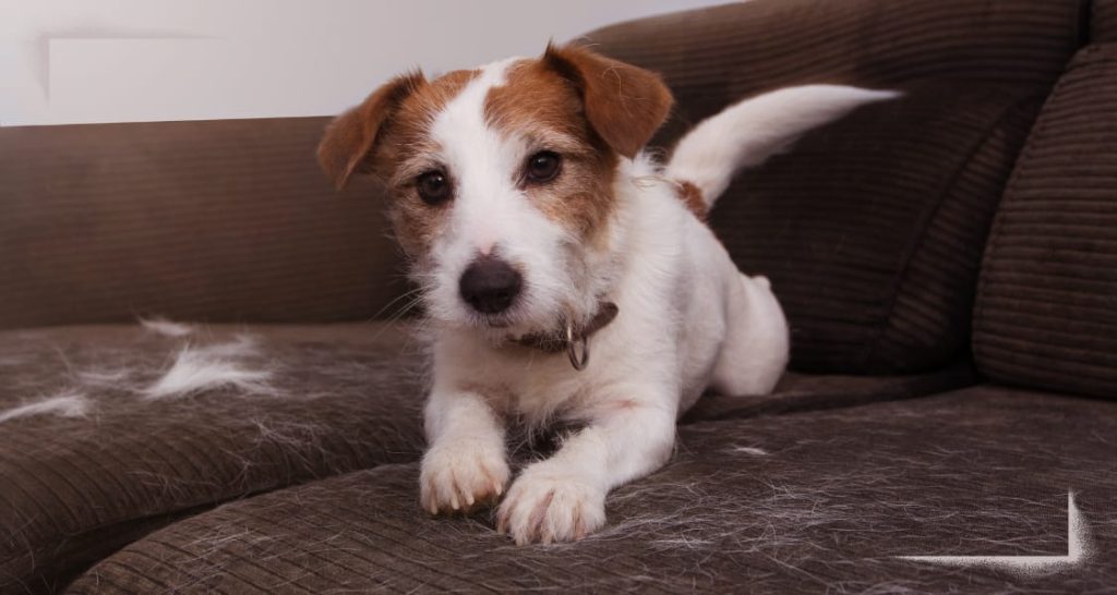 Unterstützung beim Fellwechsel: So hilfst du deinem Hund durch die Frühjahrszeit
